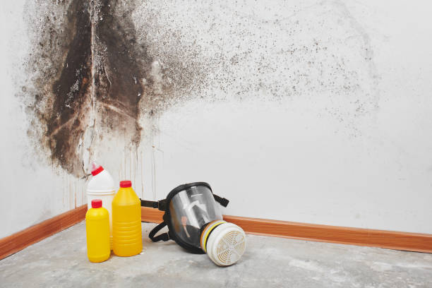 Office Mold Removal Services in Port Richey, FL