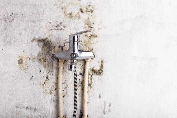 Best Certified Mold Removal  in Port Richey, FL