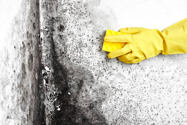 Best Attic Mold Removal  in Port Richey, FL