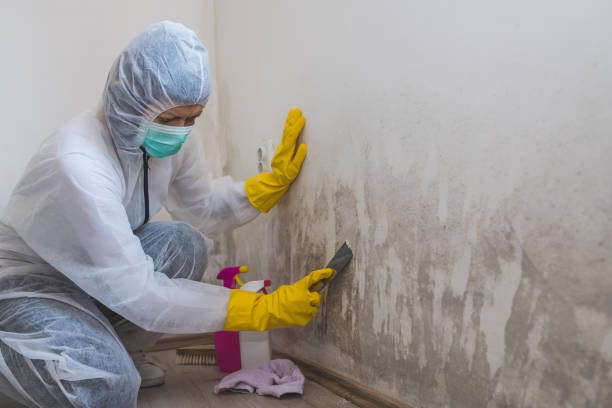 Best Mold Removal Company Near Me  in Port Richey, FL