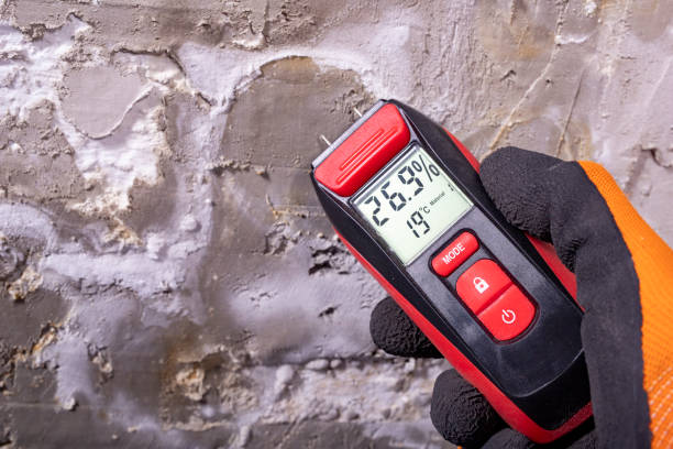 Certified Mold Removal in Port Richey, FL