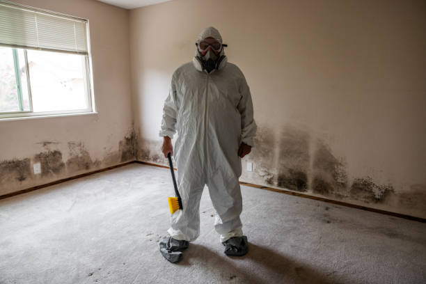 Trusted Port Richey, FL Mold Removal Experts