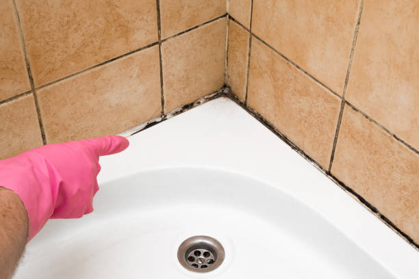 Best Mold Remediation  in Port Richey, FL